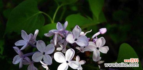 揭开丁香花所传达的深刻寓意 丁香花的花语与代表意义