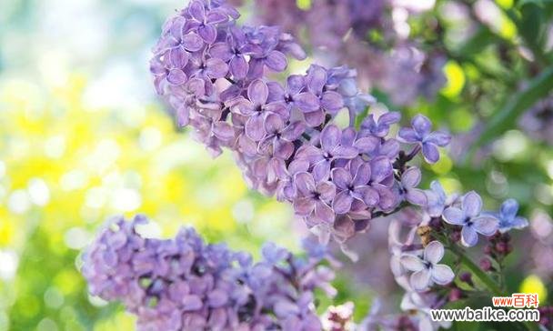 揭开丁香花所传达的深刻寓意 丁香花的花语与代表意义