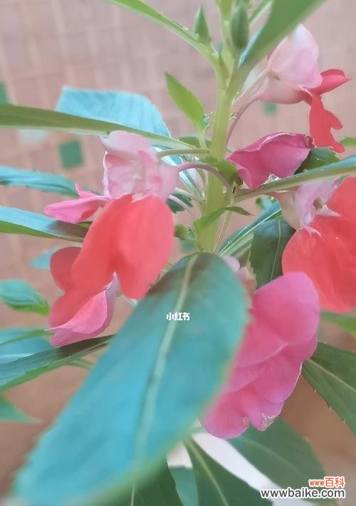 百合花代表着无私奉献 奉献之花