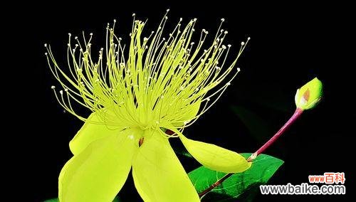 纵情复仇的花语世界中的曼陀罗 复仇之花