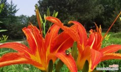 以忘忧蔷薇为主题的花语探索 花开心放下，追寻新生