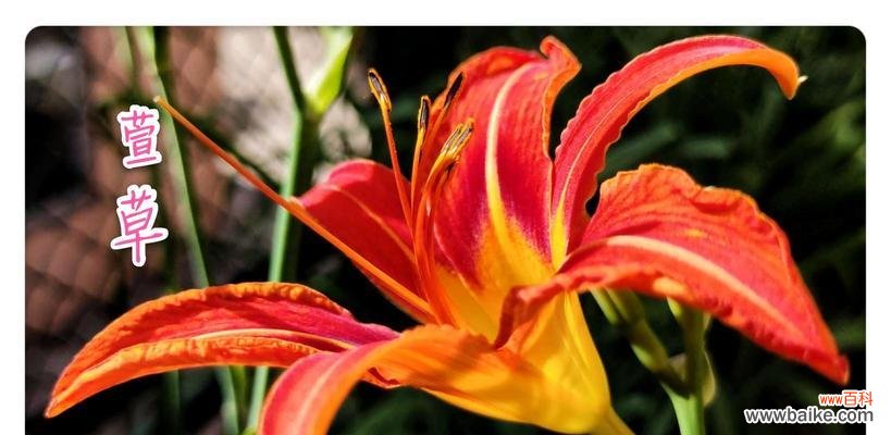 以白玫瑰为主题的花语探究 《放下的花语》