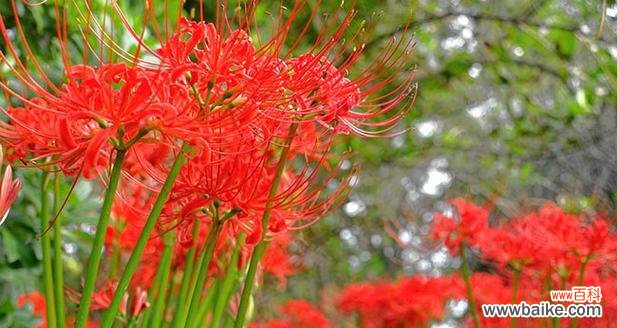 摆脱束缚 以雏菊花语诠释分手快乐