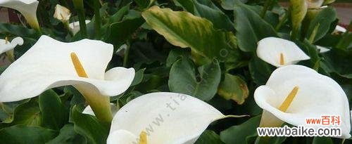 百合花的花语及其象征分离的意义 以百合花的花语为主题的文章