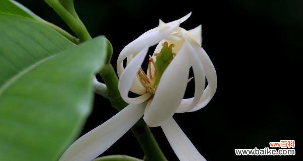 百合花的花语及其象征分离的意义 以百合花的花语为主题的文章