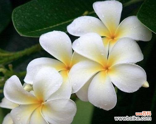 绽放在离别的花园里的遗憾 分手之花