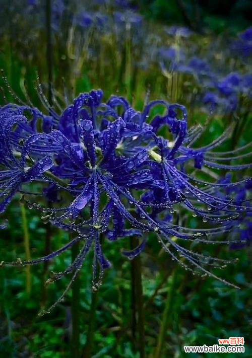 康乃馨花语 花语复合