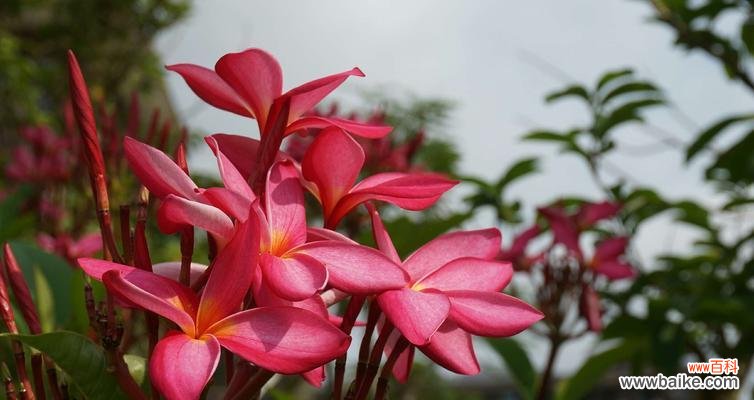 以百合花为载体 用百合花的花语诠释复活的奇迹
