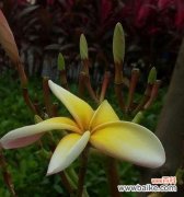 以百合花为载体 用百合花的花语诠释复活的奇迹