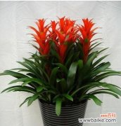 传承千年的财富象征与吉祥之花 盛世之花