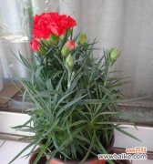 用花语讴歌父爱的伟大 父爱如花开