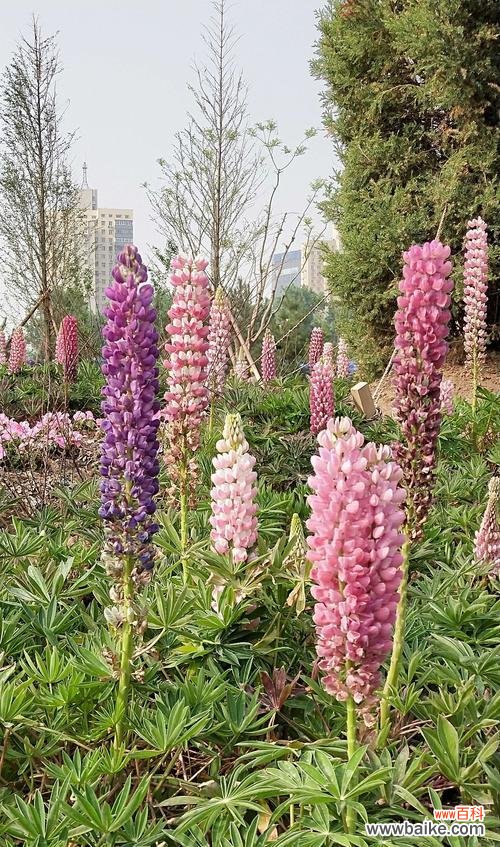 用花语讴歌父爱的伟大 父爱如花开