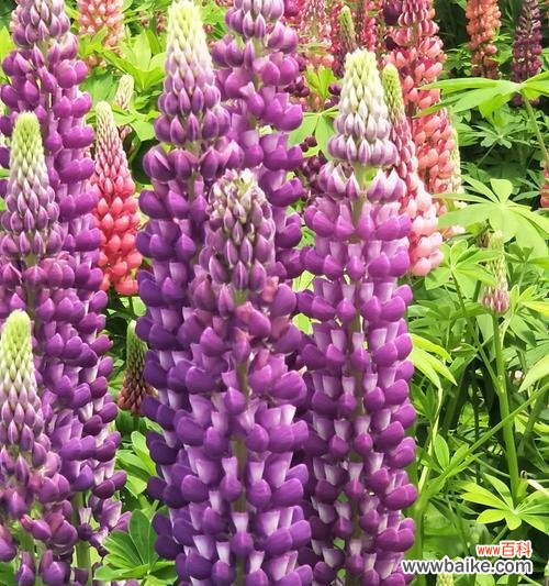 用花语讴歌父爱的伟大 父爱如花开