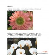 以发财花为主题的花语解析 花言富贵，绽放财富的秘密