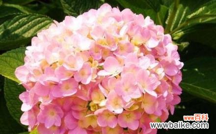 父爱如康乃馨 以康乃馨的花语表达父爱——致敬伟大的父亲