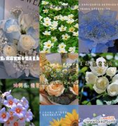 父爱如康乃馨 以康乃馨的花语表达父爱——致敬伟大的父亲