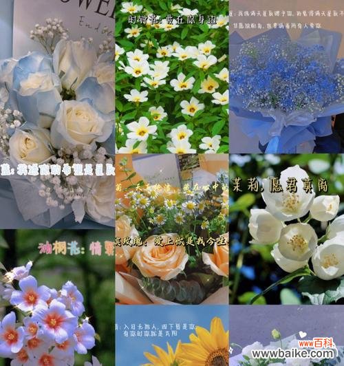 父爱如康乃馨 以康乃馨的花语表达父爱——致敬伟大的父亲