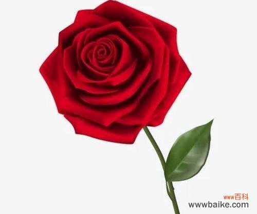 以康乃馨为主题的花语传递感恩的力量 感恩感谢的花语——向生活表达感激之情