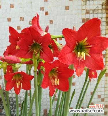 以康乃馨为主题的花语传递感恩的力量 感恩感谢的花语——向生活表达感激之情