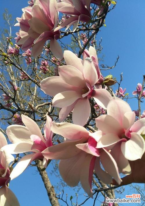 以百合花为象征的感恩之情 感恩之花