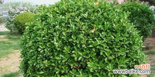 振奋心灵的绿色守护者 冬青树风水的力量