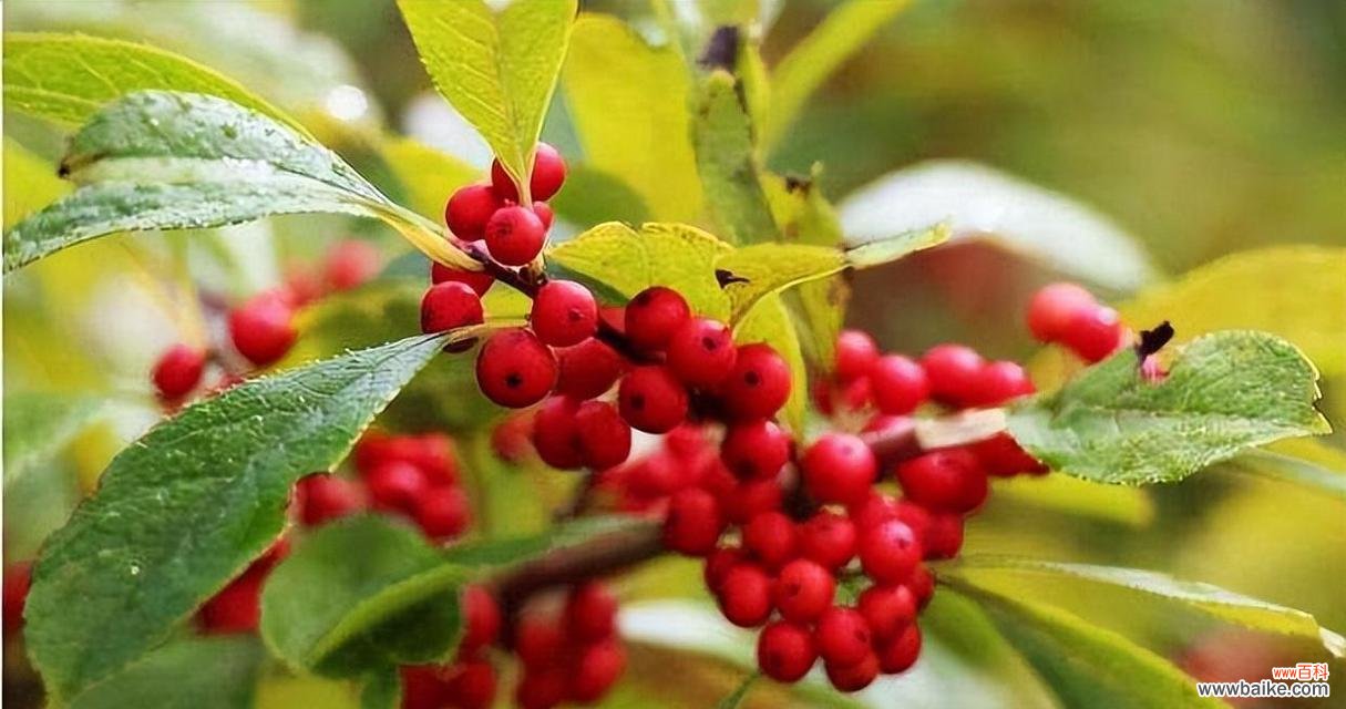 振奋心灵的绿色守护者 冬青树风水的力量