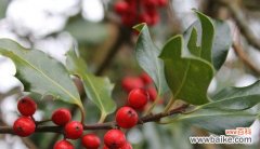 振奋心灵的绿色守护者 冬青树风水的力量