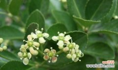 探究冬青树开花引发的迷信与谜团 冬青树开花的特殊寓意