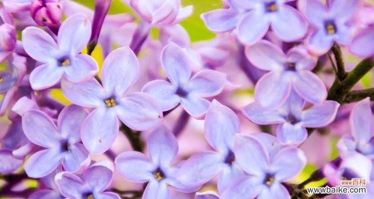 探索丁香花语的神秘世界 丁香花语的深刻含义