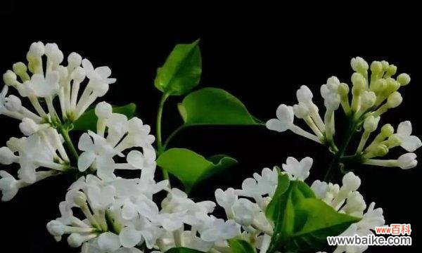 探索丁香花语的神秘世界 丁香花语的深刻含义