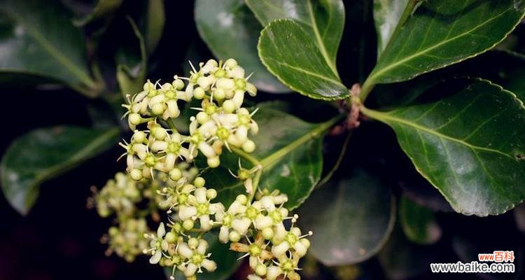 揭示冬青花开的祥瑞之意 以冬青开花的风水寓意