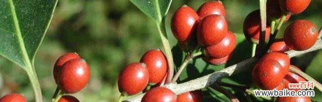 揭示冬青花开的祥瑞之意 以冬青开花的风水寓意