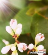 揭示冬青花开的祥瑞之意 以冬青开花的风水寓意