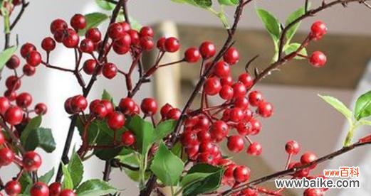 冬青花开 冬青开花