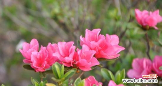 揭示杜鹃花的独特象征意义 杜鹃花的花语与寓意