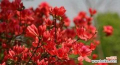 揭示杜鹃花的独特象征意义 杜鹃花的花语与寓意