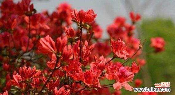 揭示杜鹃花的独特象征意义 杜鹃花的花语与寓意