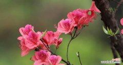 以杜鹃花语探寻其代表的意义 杜鹃花