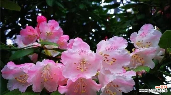 探寻杜鹃花的风水禁忌和吉祥之处 杜鹃花的风水寓意与摆放位置