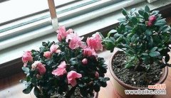 探寻杜鹃花的风水禁忌和吉祥之处 杜鹃花的风水寓意与摆放位置