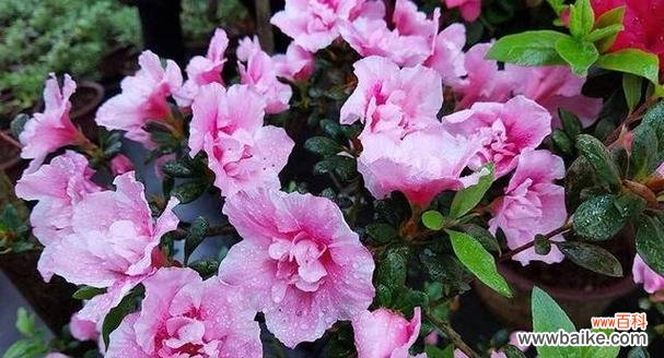 揭示杜鹃花背后的象征意义 杜鹃花的花语与寓意