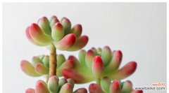 探寻多肉植物的内涵和象征 多肉植物的象征意义