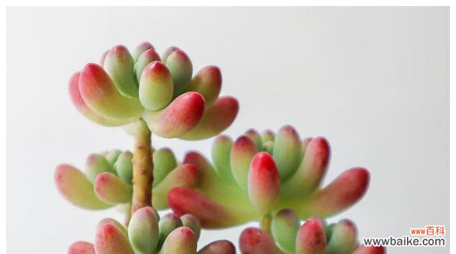 探寻多肉植物的内涵和象征 多肉植物的象征意义