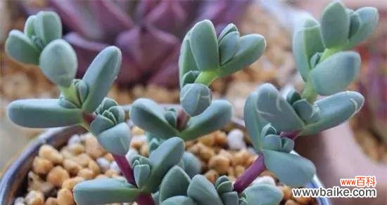 探寻多肉植物的内涵和象征 多肉植物的象征意义