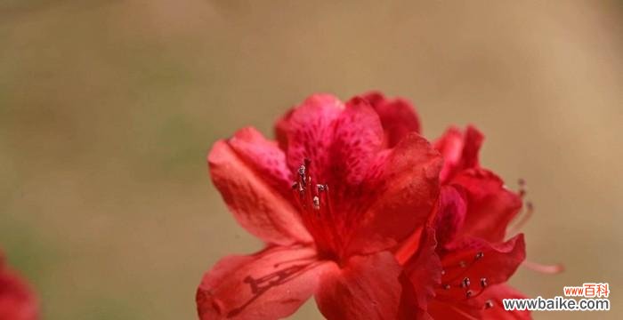 古代文化中杜鹃的寓意与象征 杜鹃的象征与意义