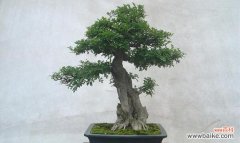 白蜡的象征意义及在居家摆放中的要点 白蜡风水寓意与摆放位置的探讨