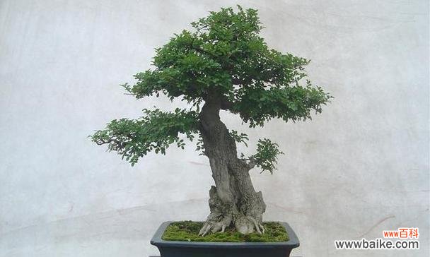 白蜡的象征意义及在居家摆放中的要点 白蜡风水寓意与摆放位置的探讨