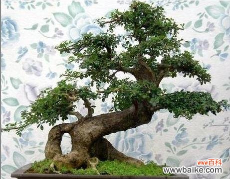 白蜡的象征意义及在居家摆放中的要点 白蜡风水寓意与摆放位置的探讨