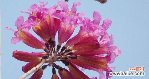 康乃馨花语解析及感谢的五种方式 感谢之花