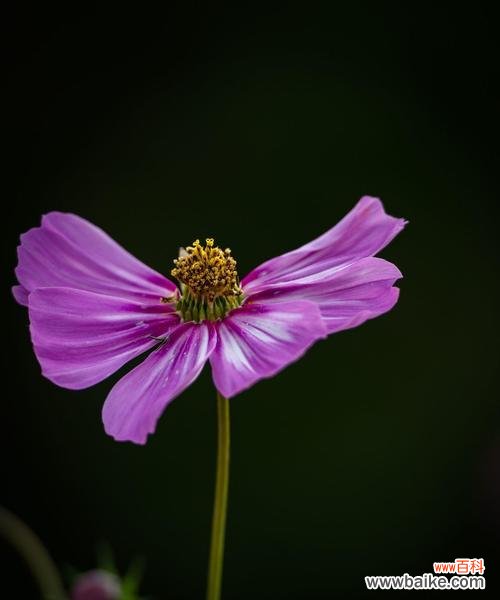 以太阳为心 感恩的花语——以向日葵为例